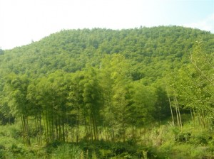 郁郁葱葱 全是竹子哦!